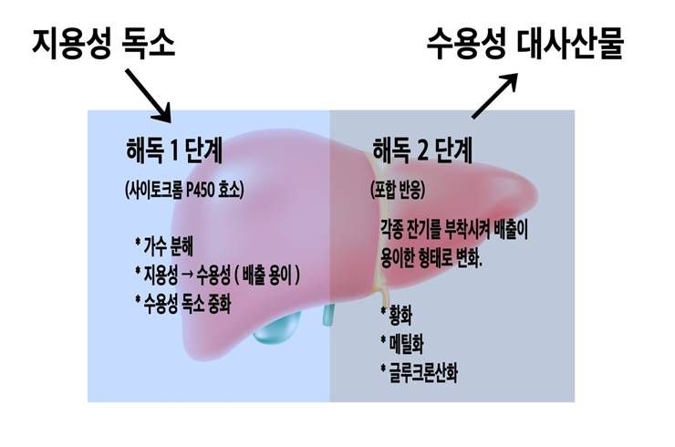 디톡스 다이어트, 원리는 무엇일까?!