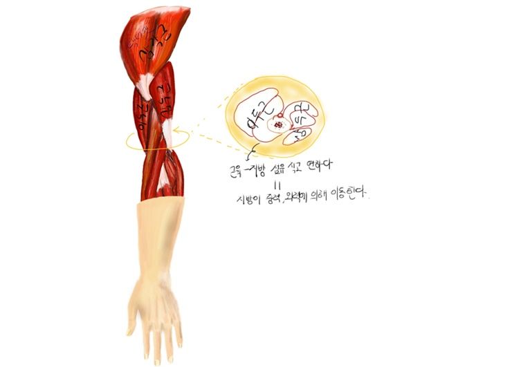 당신의 팔, 날씬하게 만들어주는 운동 팁!